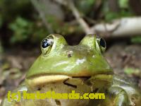/home//u458753944/public_html/sourcegallery//Frogs/Bullfrogs 2016-08 Ontario/P8140084.JPG